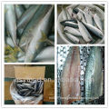 frozen mackerel scomber